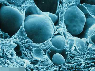 国内三大助孕中心,私人实验室靠谱吗？